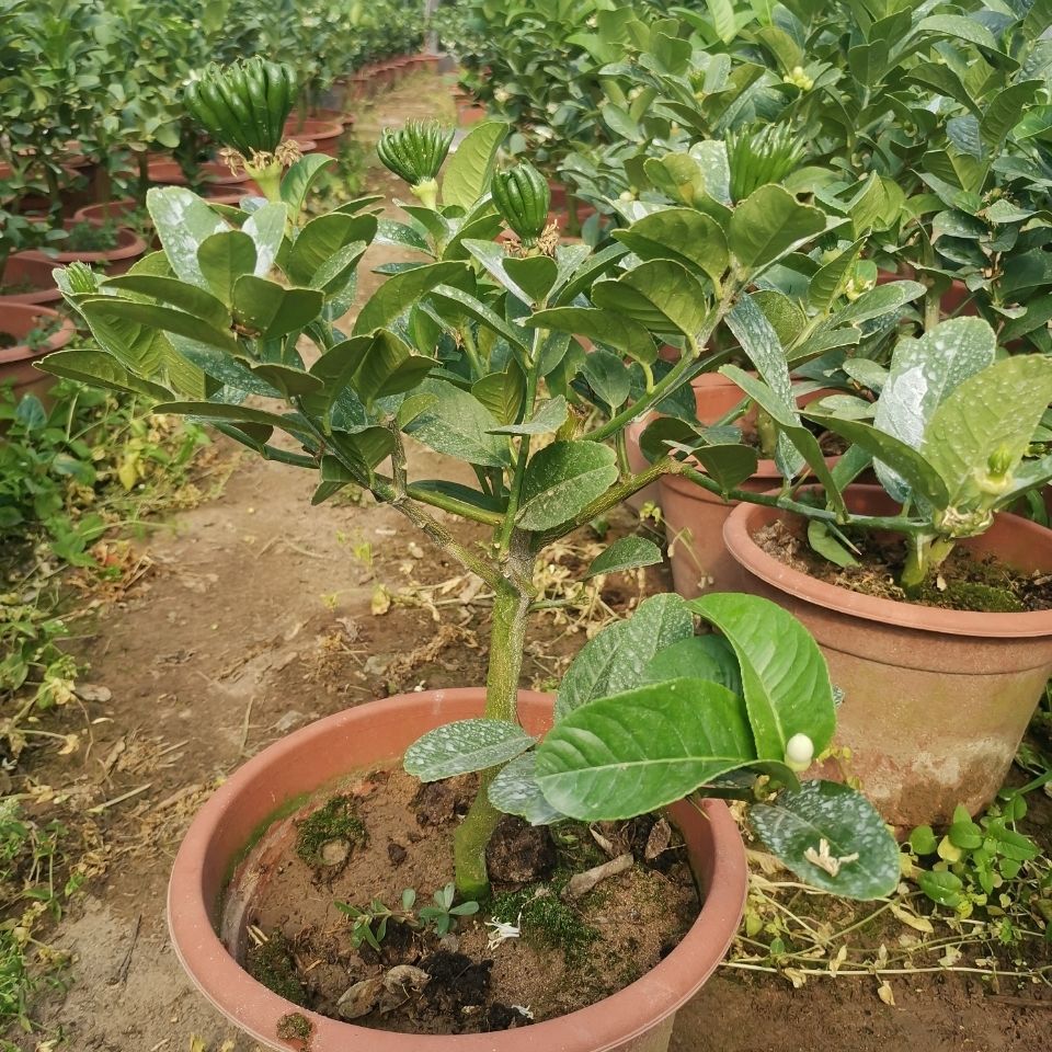 佛手水培夏季果苗金华佛手盆栽带花苞/大种果佛手香橼/佛手柑盆栽