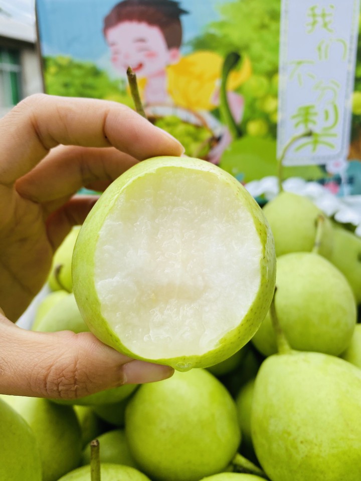 四川攀枝花米易谜梨老品种脆甜香梨小梨子迷梨早酥梨早金花梨雪梨