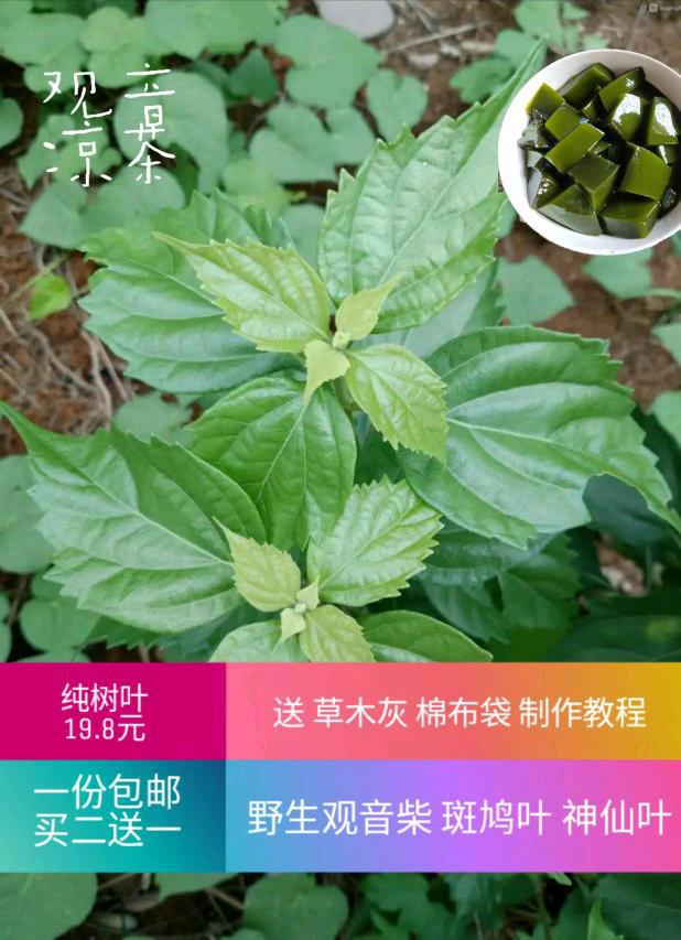 神仙豆腐树叶 观音豆腐叶 观音叶 观音柴 斑鸠叶 纯叶 500g包邮