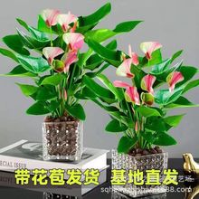 绿植梦幻彩掌防辐射除甲醛植物客厅办公室内桌面盆栽花水蜜桃红唇