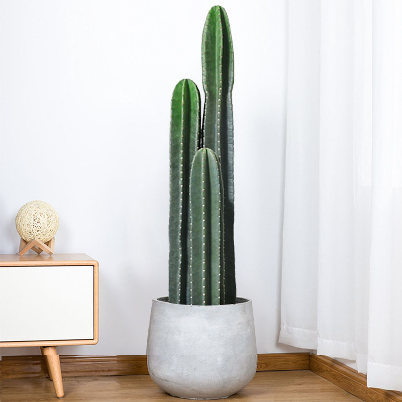 量天尺盆栽仙人柱龙凤柱仙人掌北欧客厅办公室绿植多肉植物