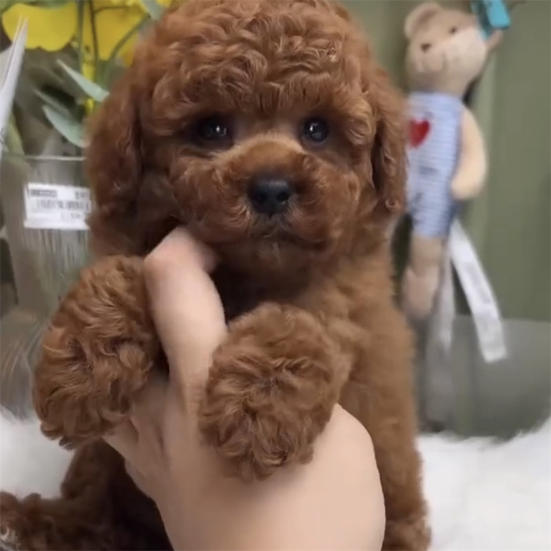 纯种泰迪幼犬活体茶杯犬精品泰迪犬贵宾犬幼崽家养宠物狗狗小型犬