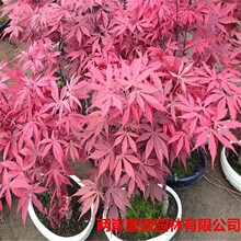 批发红枫苗  红枫盆栽小苗  三季红室外园林庭院绿化植物