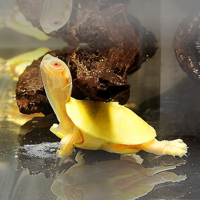 白化巴西龟变异红眼果冻白巴黑焦糖黄金甲网红宠物观赏小乌龟活物