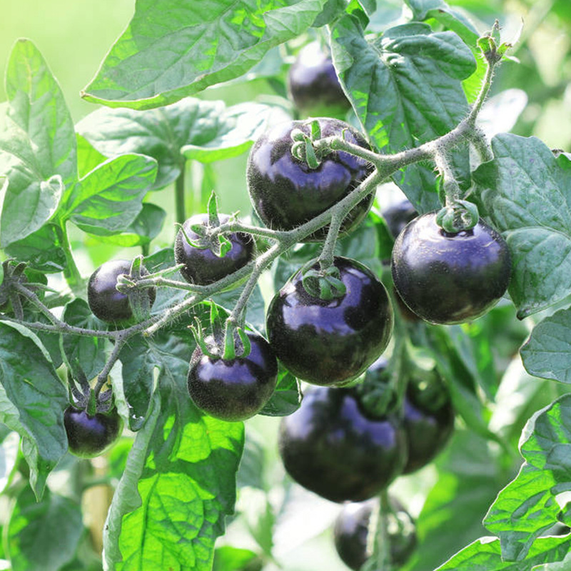 黑骑士番茄种子黑色珍珠西红柿种籽田园蔬菜阳台盆栽春季播种子