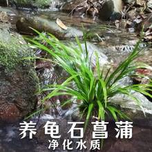 I石菖蒲水草苗带根养鱼龟缸造景附石鱼缸水培好养懒人养龟挺水植