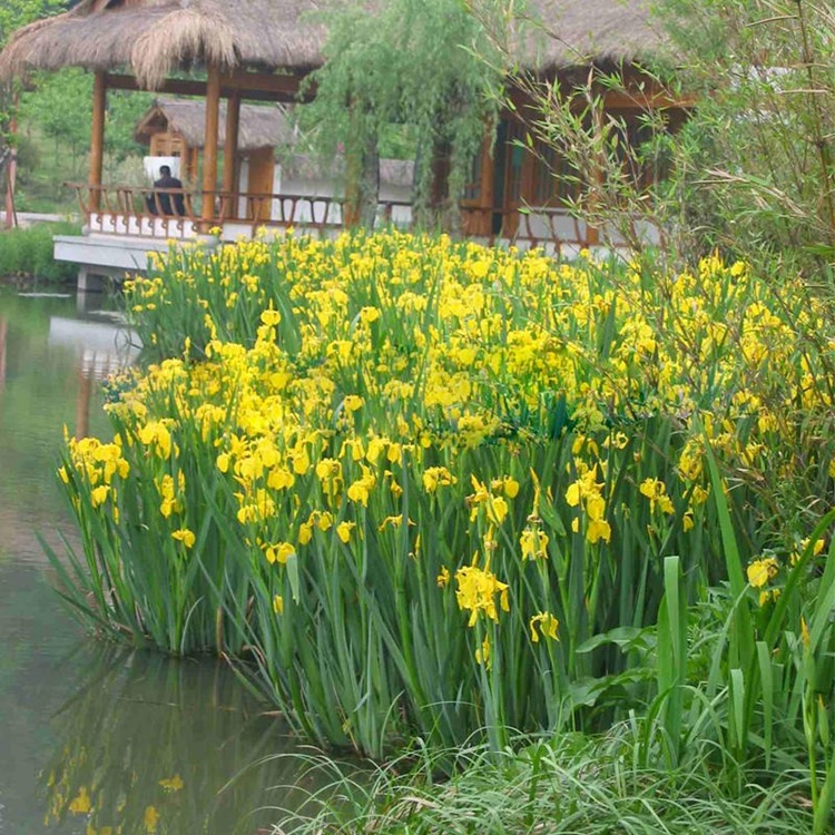 黄菖蒲苗挺水植物黄花鸢尾水培花卉耐阴耐寒河道湿地水生红花鸢尾