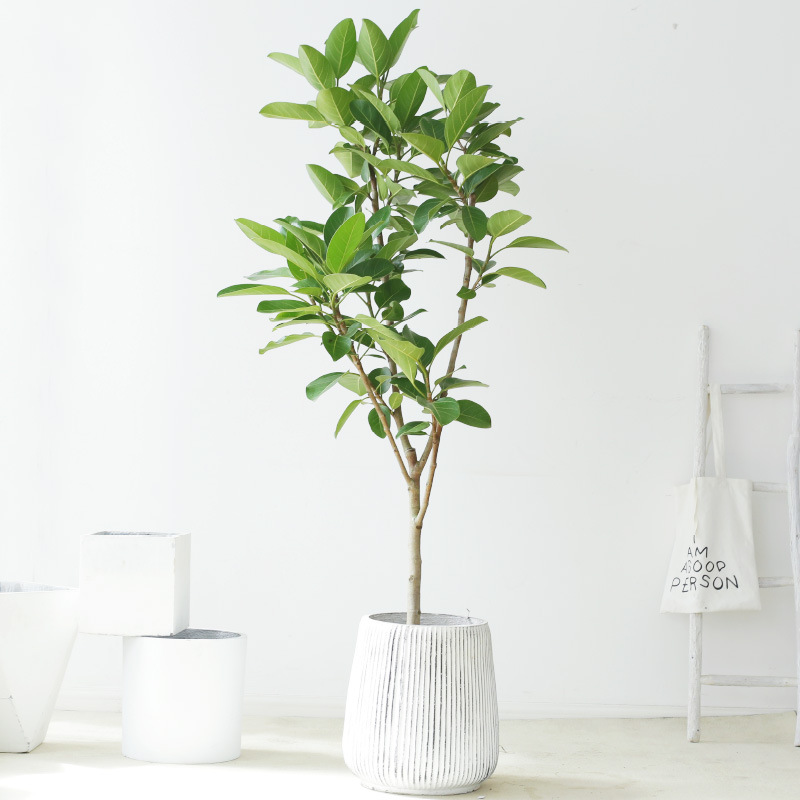 高山榕盆栽大型老桩造型榕树盆景北欧风室内客厅绿植大型植物