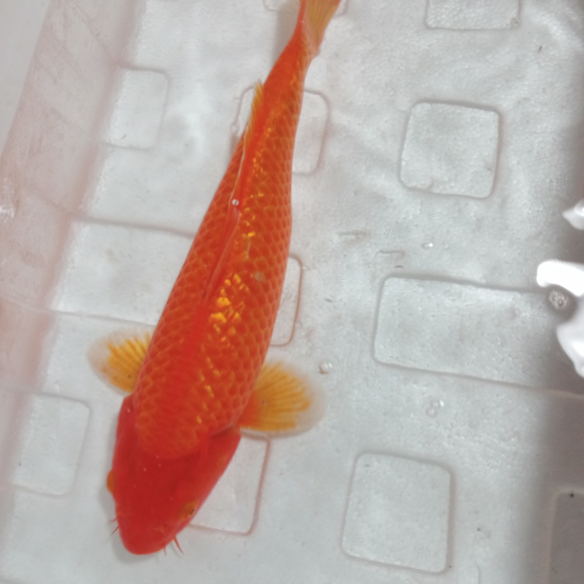 纯种 古典黄金 银麟火鲤 锦鲤小鱼苗 淡水活体观赏鱼