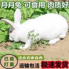 兔子活物肉兔熊猫兔黄色兔宠物家兔巨兔公母月月兔食用活体小兔子
