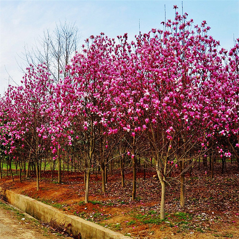 玉兰花树苗庭院耐寒花卉植物盆栽地栽别墅风景树景观树紫玉兰树苗