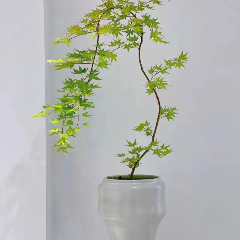 网红流泉枫黄金流泉红枫日本枫树阳台庭院植物盆景室内花园植物