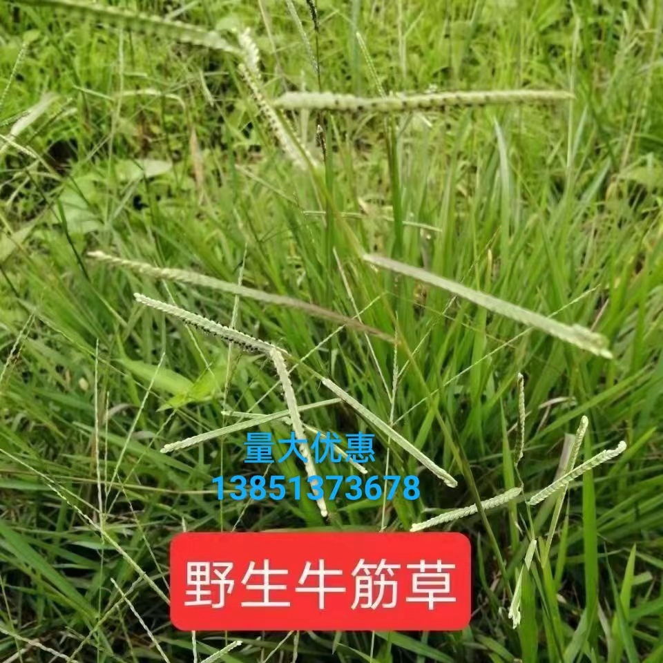 野生牛筋草种子千金草千人拔穆子草牛顿草蟋蟀草稷子草多年生草本