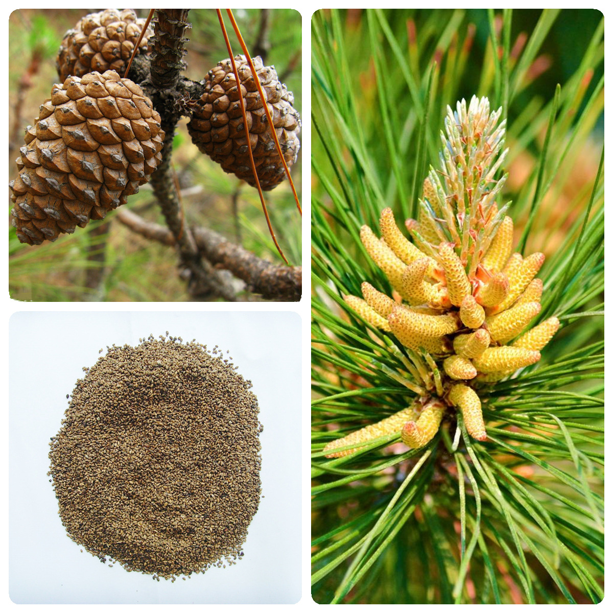 马尾松种子青松种籽山松种子枞松造林松树种子常绿乔木林木种子