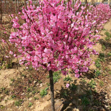 园林绿化苗木庭院观花植物花卉梅花苗嫁接重瓣大花榆叶梅苗风景树