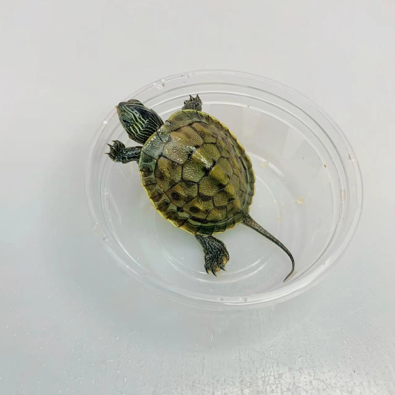 七彩小乌龟 炫彩巴西龟 活体彩色乌龟 宠物彩龟 卡通乌龟活物批发