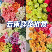 云南鲜花批发玫瑰真花花店白天活动专用鲜花一手货源玫瑰全国发货