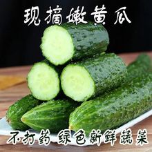 黄瓜新鲜现摘水果黄瓜批发10斤5斤1斤小黄瓜生吃蔬菜大全新鲜蔬菜