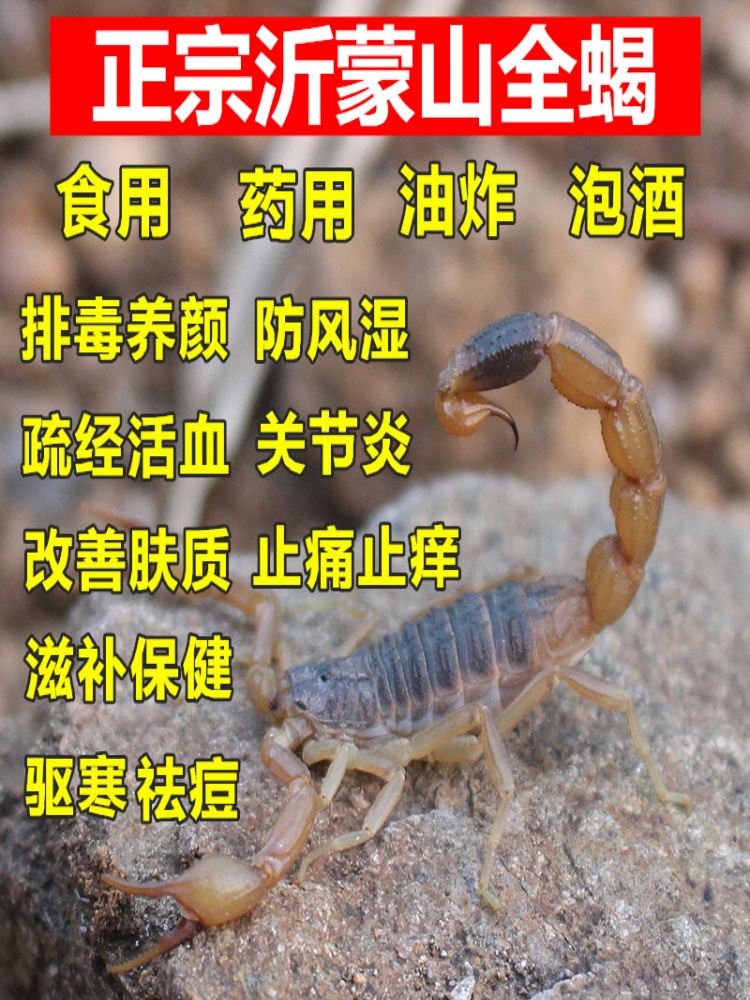 ly蝎子活体按斤称沂蒙野生十足全蝎活蝎子全虫煲汤油炸泡酒食用药
