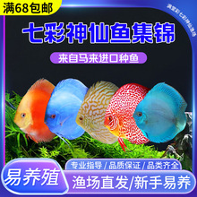七彩神仙观赏鱼精品热带小型鱼活体鱼苗老虎狗财神天子蓝包损包邮