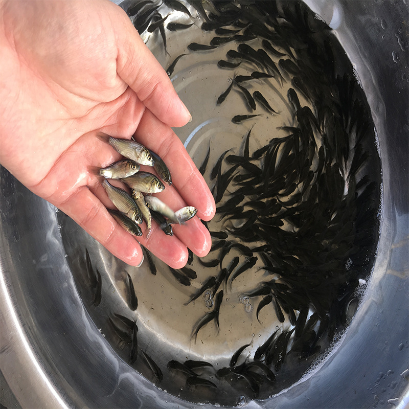 本地基地苗场直发中科5号银鲫鱼苗批发高效益银鲫鱼苗 鲫鱼水花