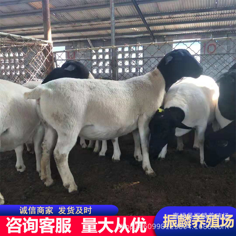 黑头杜波小羊羔 波尔山羊育肥 杜波绵羊养殖场 三个月的杜波羊羔