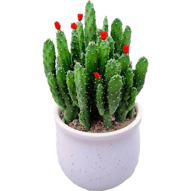 仙人掌盆栽招财手多肉植物摇钱树室内防辐射桌面四季好养花卉绿植