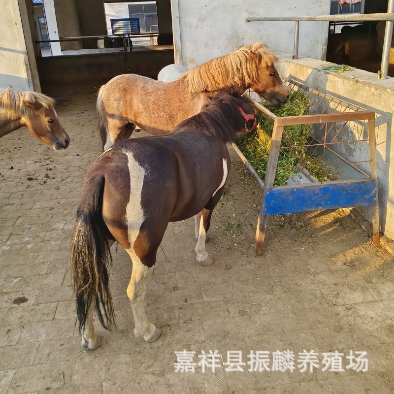 回收迷你矮马活体 景区可骑乘宠物马 设特兰矮马儿童骑乘马矮脚马