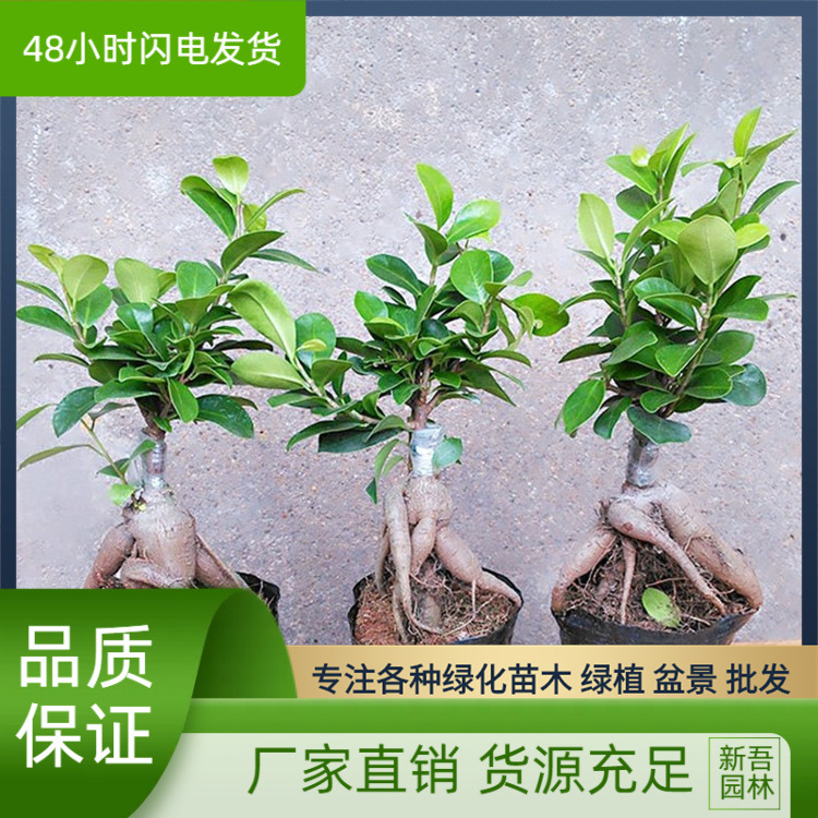 榕树 绿植盆栽榕树大头榕室内盆景桌面人参容榕树盆景树桩小叶榕