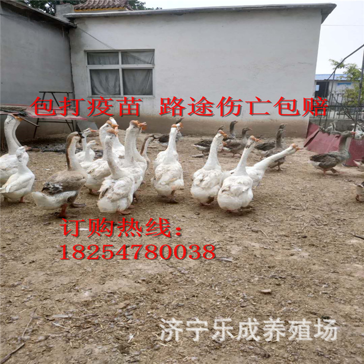大种白鹅皖西白鹅三花鹅活苗四季鹅蛋鹅苗种狮头鹅小鹅苗-阿里巴巴