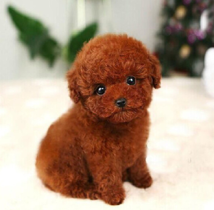 纯种泰迪犬幼犬活体小泰迪狗长不大的茶杯泰迪贵宾犬宠物狗活体