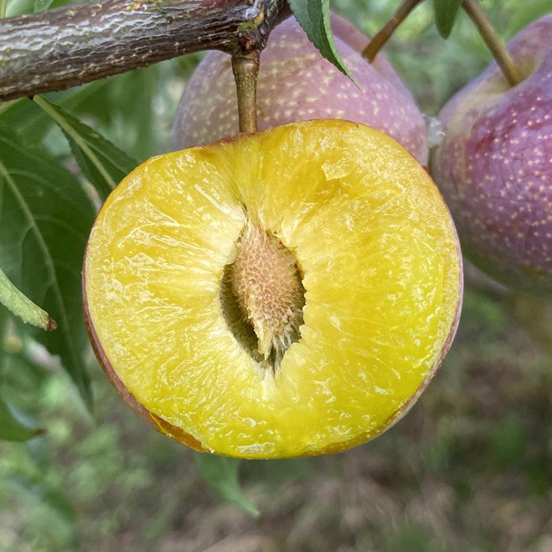 四川茵红李脆甜脱骨李半边红清脆李子当季新鲜水果5斤装整箱大果