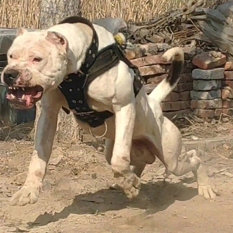 纯种杜高幼犬活体阿根廷杜高犬巨型猎犬护卫犬大型犬小狗狗宠物狗