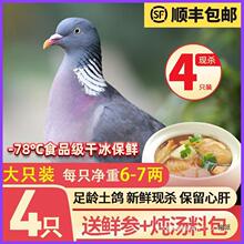 4只鸽子肉新鲜乳鸽生鲜冷冻农家散养土鸽子活体现杀商用批发肉鸽