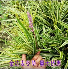 金边麦冬中叶麦冬细叶麦冬玉龙草矮麦冬庭院园林绿化地被植物常绿