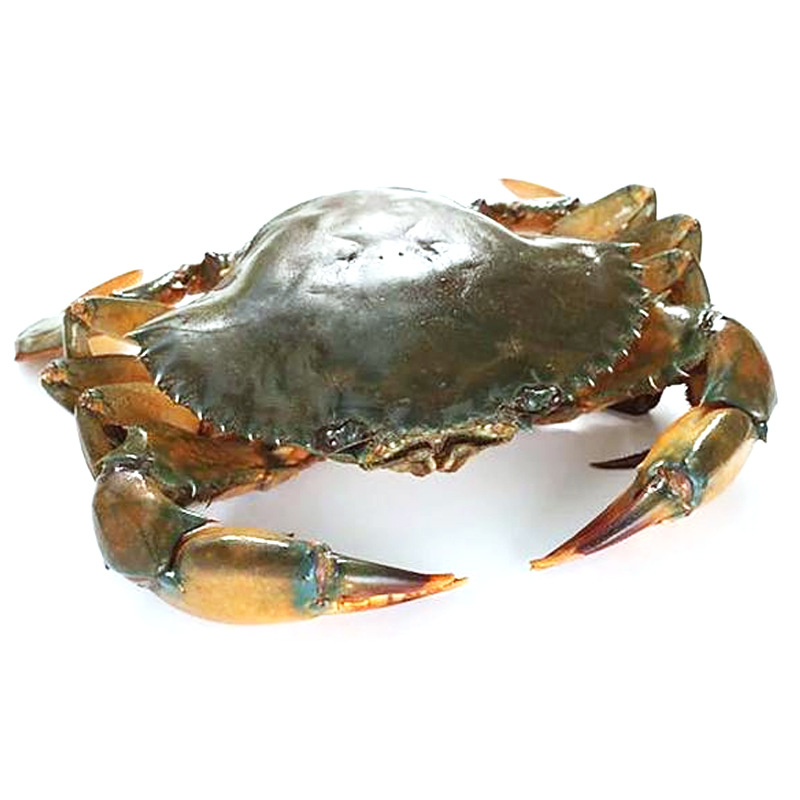 大青蟹鲜活批发活冻肉蟹活螃蟹6-12两/只自助餐酒楼水产食材