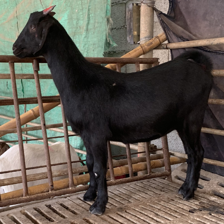 黑山羊图片视频 黑山羊品种图片大全 贵州黑山羊图片大全