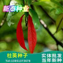 新采优质杜英树种子 小叶杜英种子 大叶杜英种子 林木种子