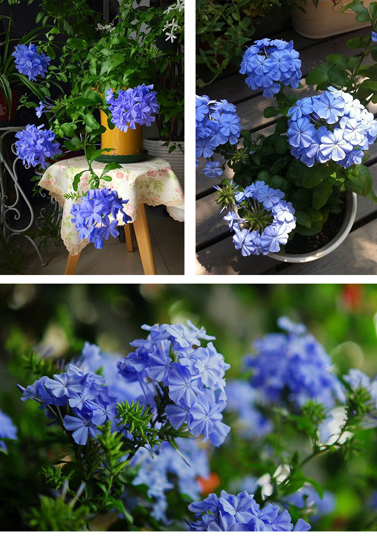 蓝雪花盆栽大苗爬藤花卉绿植物室内阳台庭院多年生四季开花易活