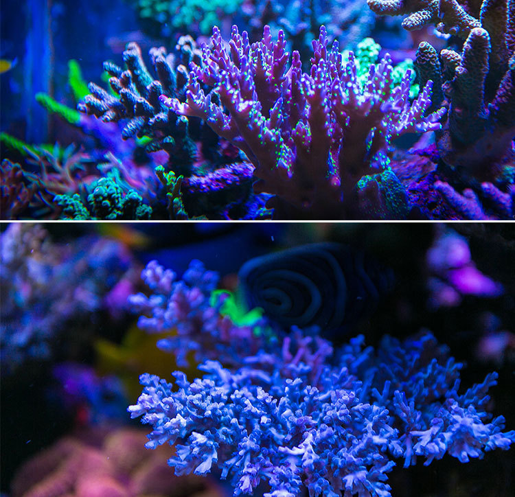 纽斯k7二代led全光谱水族箱鱼缸海缸灯珊瑚灯日出日落海水灯