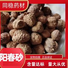 【壳砂 国产阳春砂仁】【同稳药材】含量达标  量大从优 新货