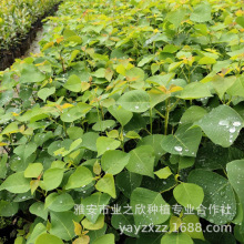 基地批发乌桕树苗彩叶树种别墅庭院绿植红乌桕小苗耐寒风景绿化树