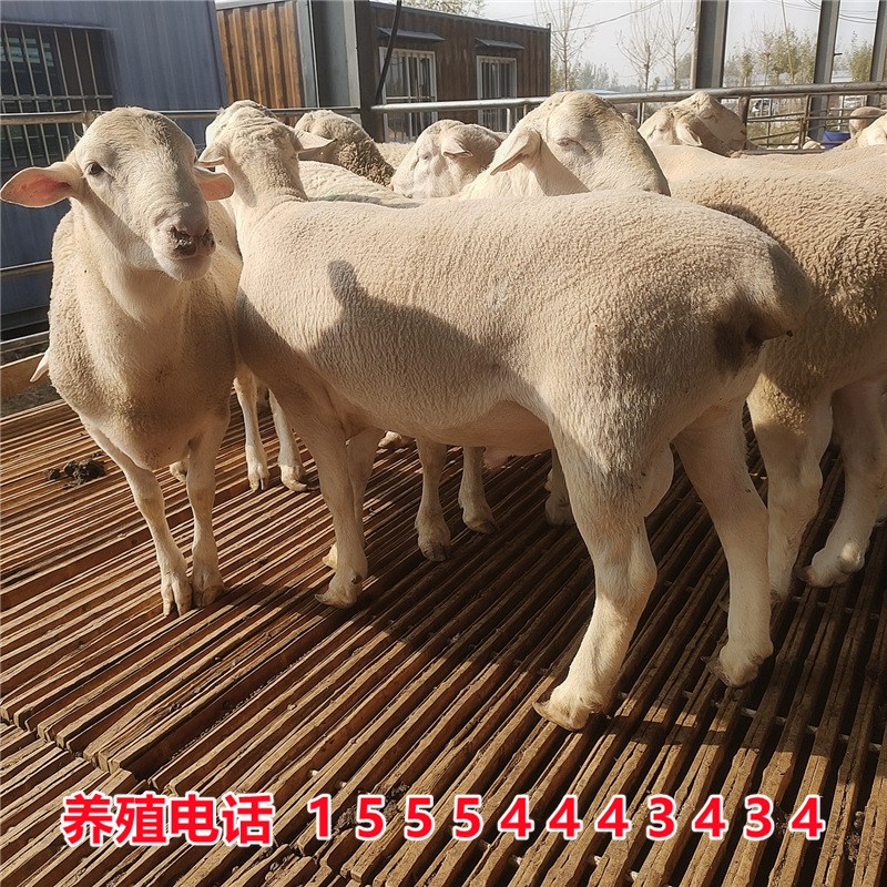 澳洲白小尾寒羊萨福克羊小绵羊糕黑头绵羊湖羊母羊