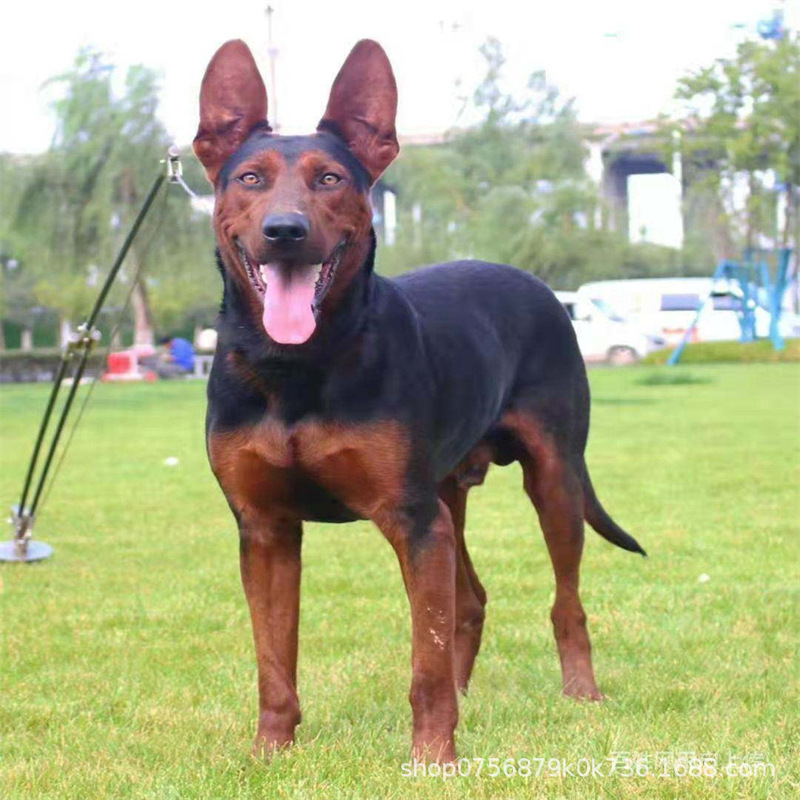 出售莱州红幼犬狗活体虎头莱州红犬大型苏联红犬看家护院犬