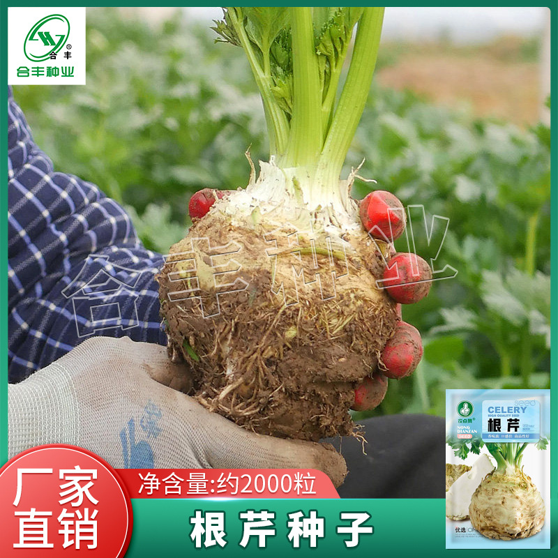 四季地中海根芹种子根芹菜种籽菜籽芹菜种子阳台庭院蔬菜种子