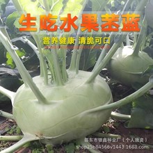 天津青丕兰种子特菜水果苤蓝菜头紫丕兰种籽四季阳台盆栽蔬菜种孑