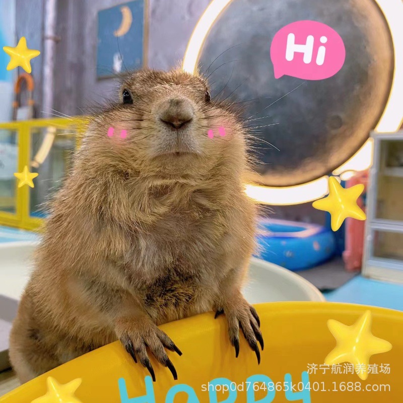 宠物土拨鼠活体出售 哪里有黑尾土拨鼠幼崽 旱獭土拨鼠宠物幼崽