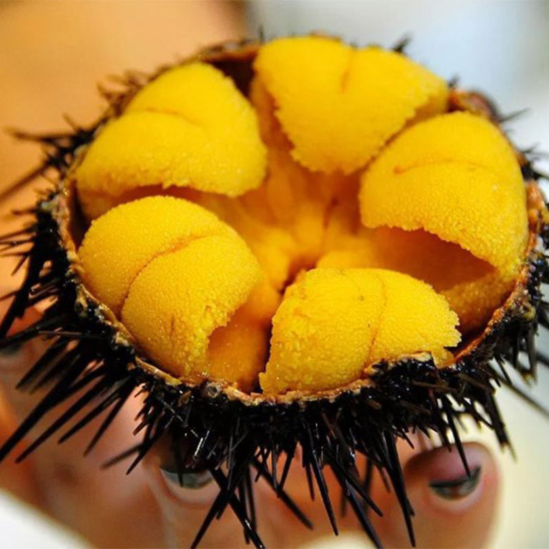 海胆黄鲜活马粪紫海胆现剥速冻非即食料理马胆新鲜海鲜