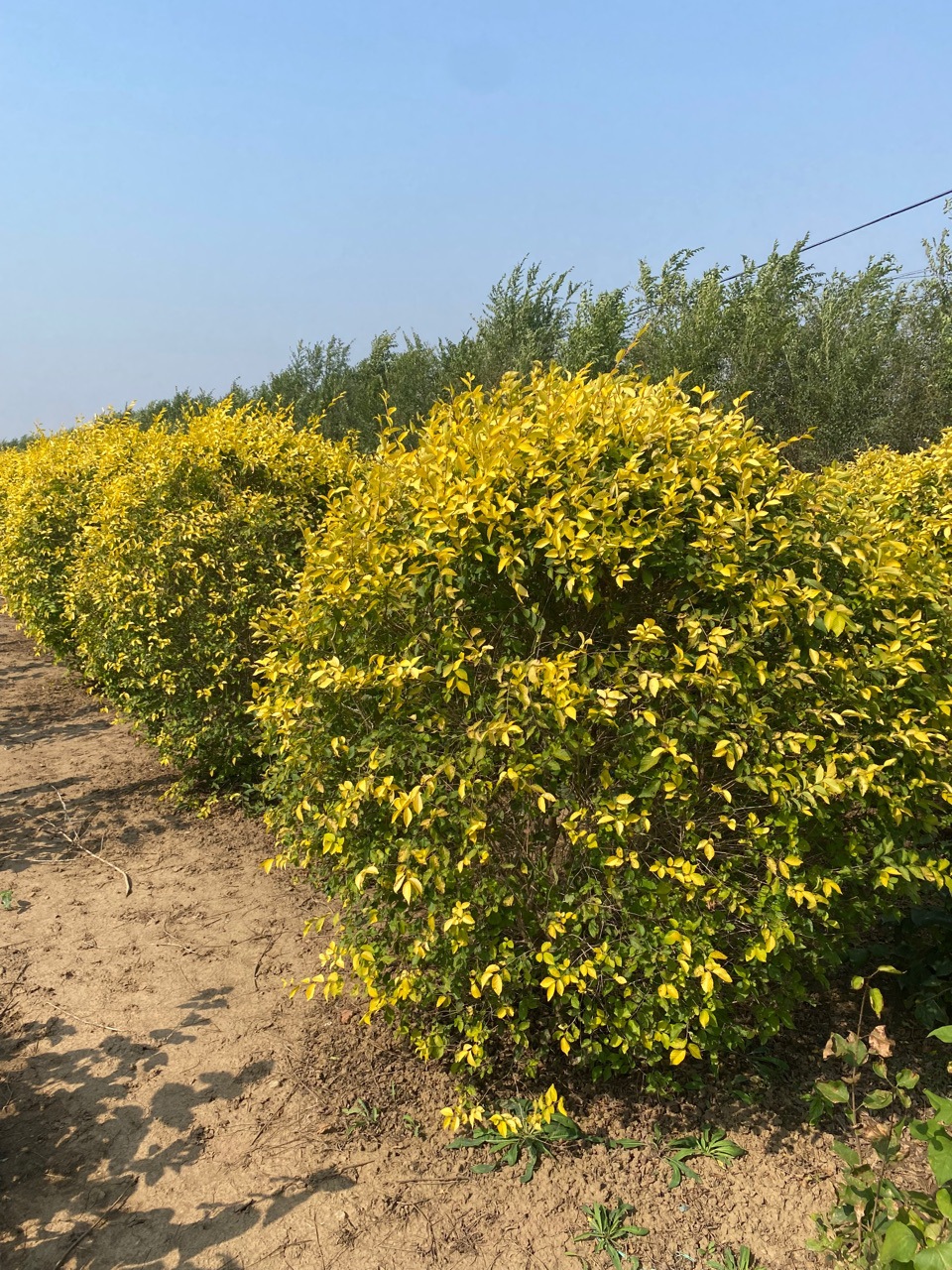 东北金叶榆树球 多层造型金叶榆 绿篱接穗产地批发-阿里巴巴