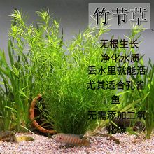 印度竹节草鱼缸水族箱造景鱼虾躲避净化水质淡水新手易养阴性水草